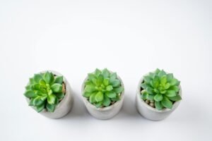 pexels nietjuhart 32092476